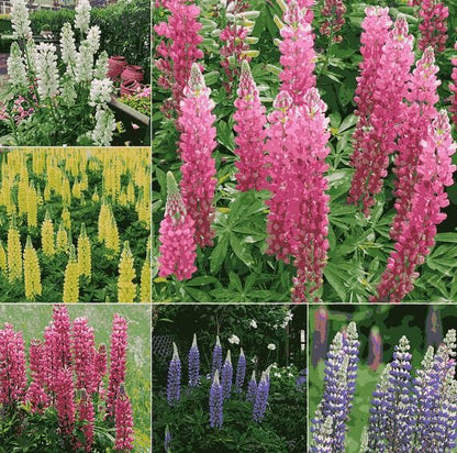 Lupine Blossoms - Seeds